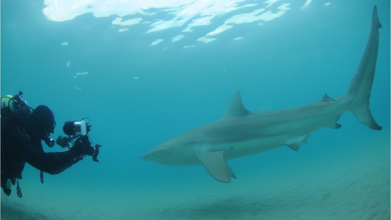 plongee sous marine snorkling avec les requins sud sauvage et st