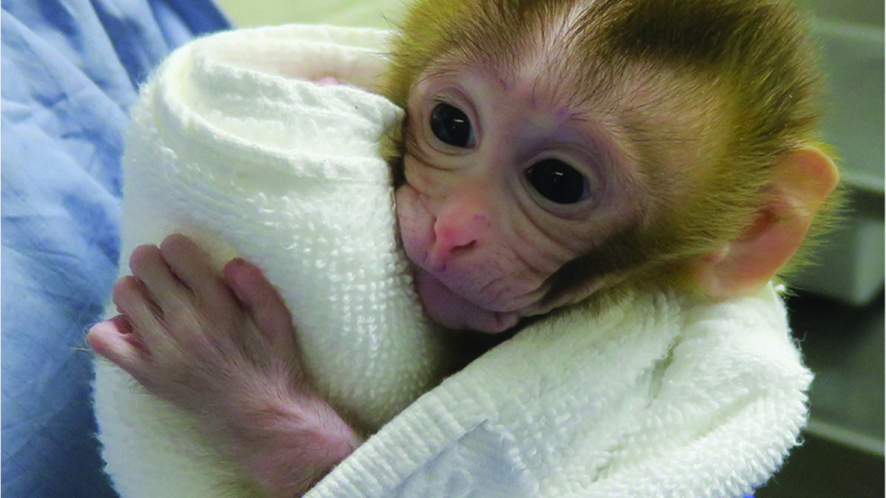 Un Bebe Singe Montre La Voie Pour Contourner La Sterilite D Enfants Apres Un Cancer La Presse