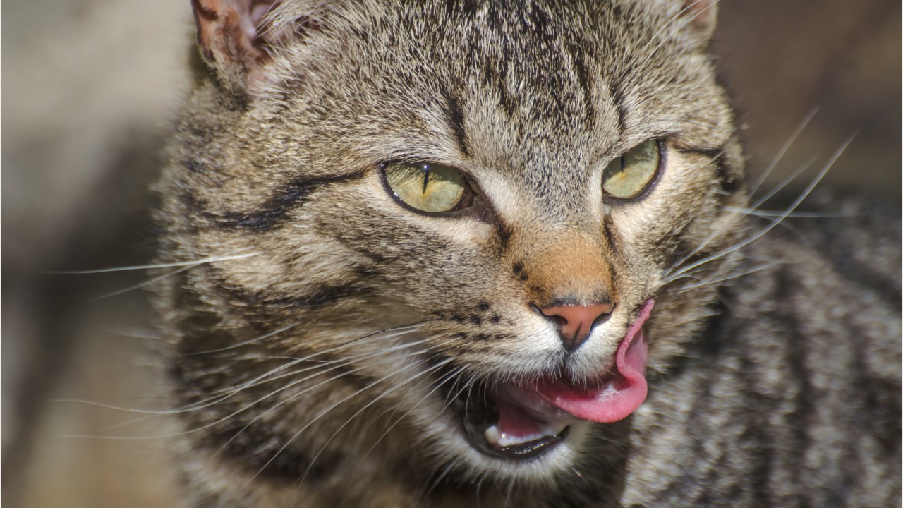 Comment Les Chats Utilisent Leur Langue Pour Mouiller Leur Fourrure Selon Des Chercheurs 